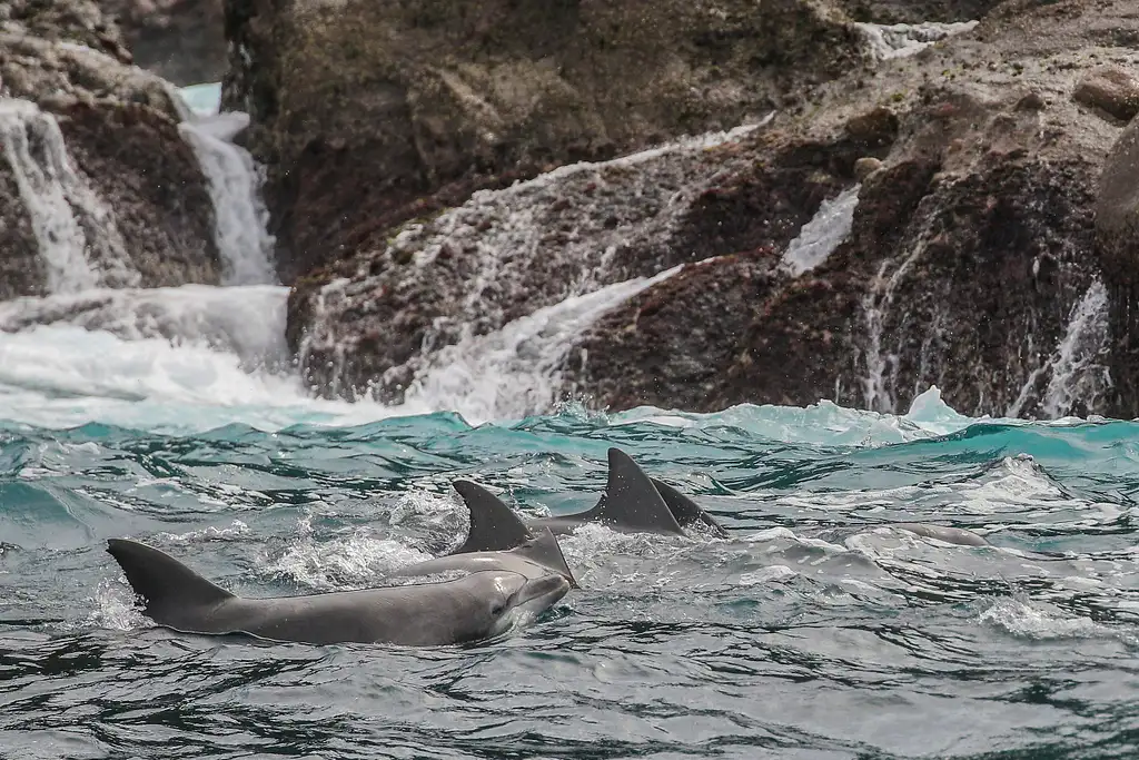 Port Stephens Dolphin Watching Express