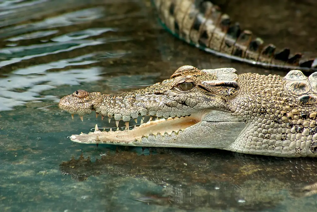 Cooper Creek Crocodile Cruise