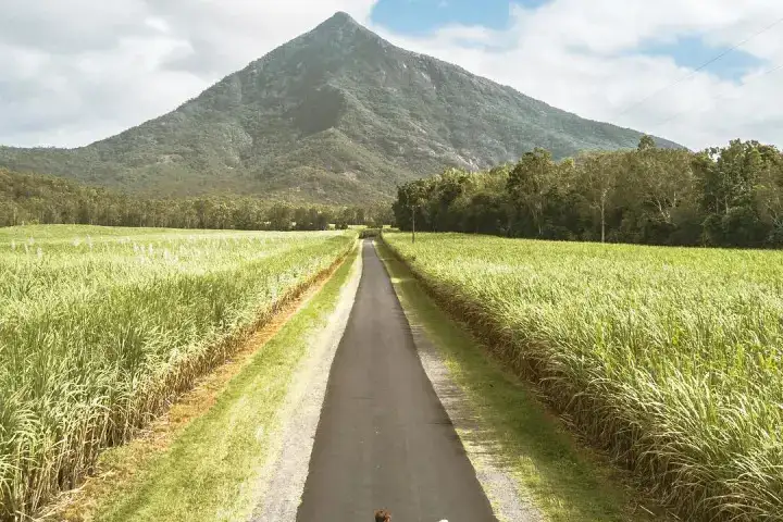 Waterfall & Rainforest Tour | From Cairns