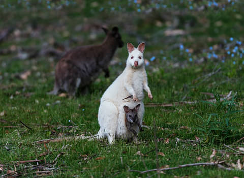 Bruny Island Full Day Tour