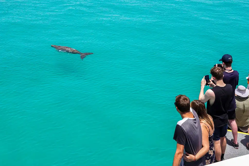 Moreton Island Dolphin & Tangalooma Wrecks Day Tour