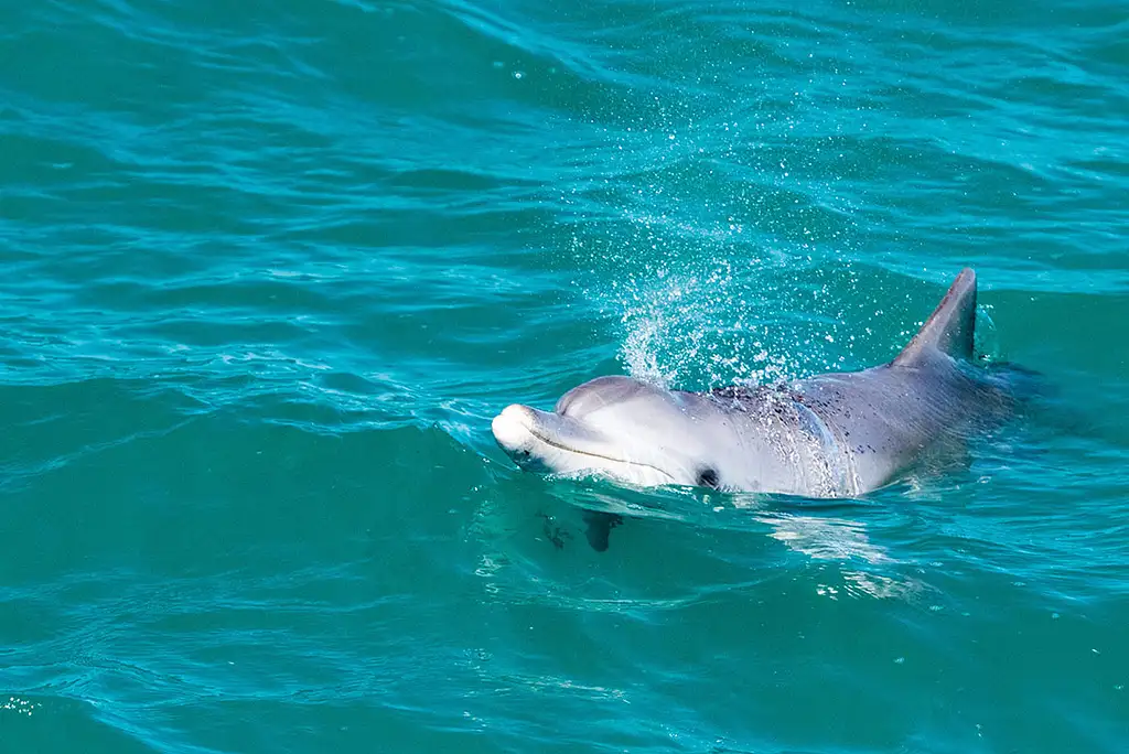 7 Day West Coast & Ningaloo Reef Adventure - Perth to Exmouth