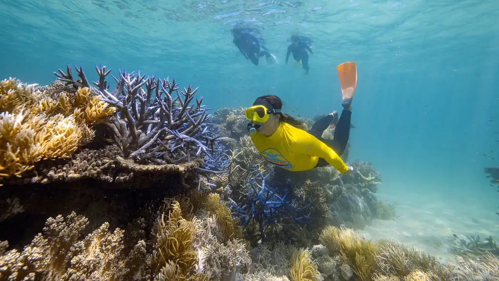 Ocean Safari Great Barrier Reef Adventure