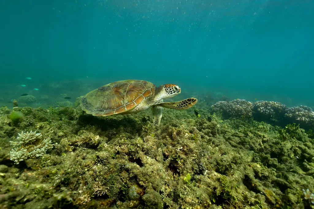 Fitzroy Island Full Day Tour