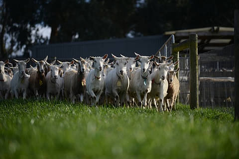 day tour mornington peninsula