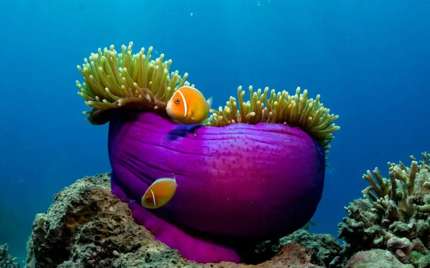 Cairns Full Day Great Barrier Reef Tour | All Inclusive