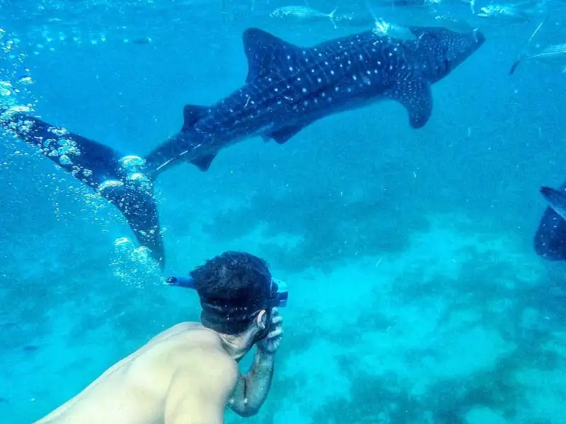 5 Day Cebu 'Whalesharks and Waterfalls' Tour
