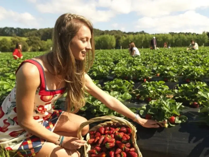 Mornington Peninsula Wine, Cheese & Chocolate Day Tour