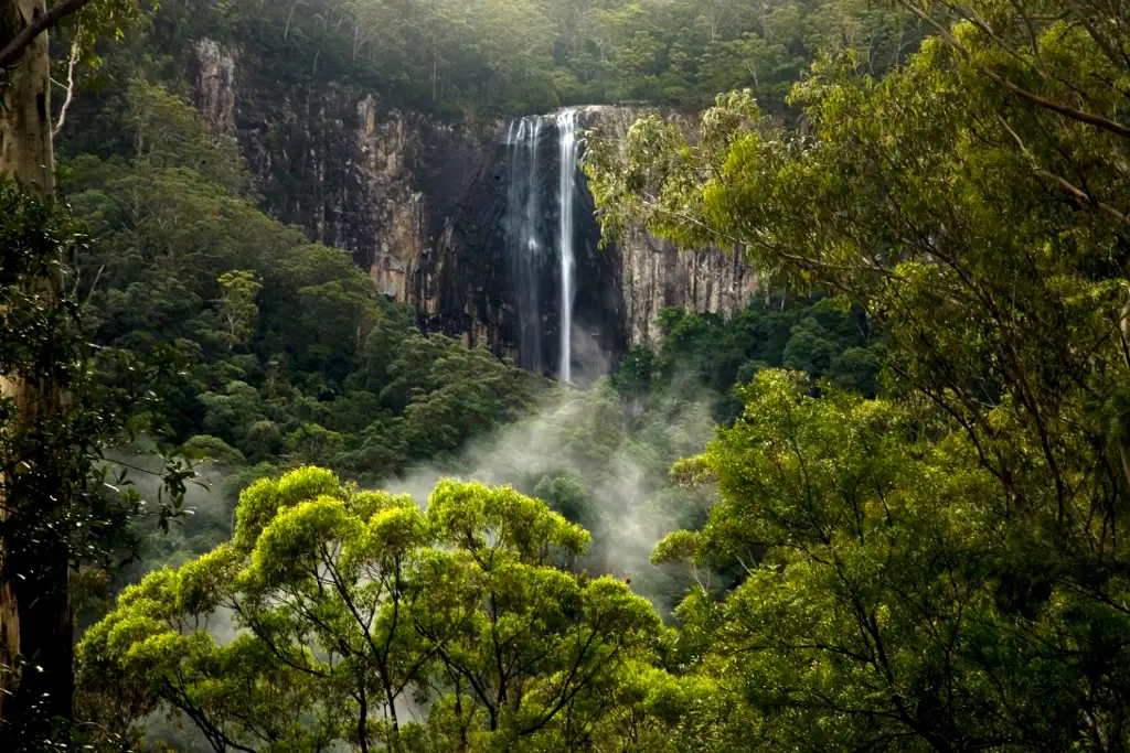 Glow-worms, Waterfalls & Rainforest Experience Tour