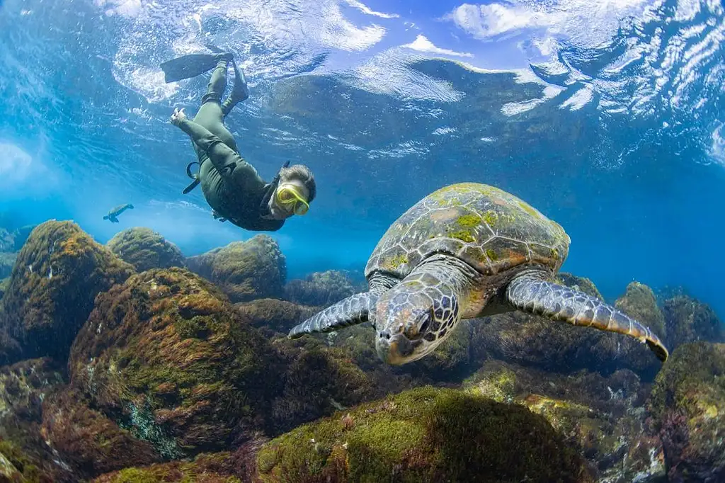 Swim with Turtles Gold Coast | Gold Coast Snorkel