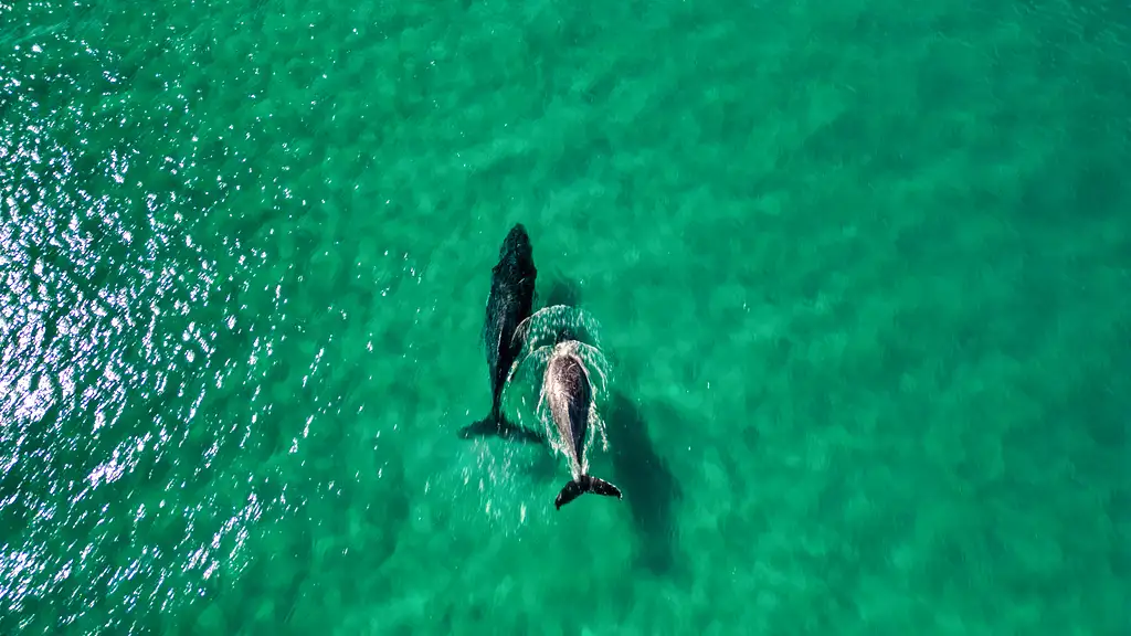 Whale Watching Kayak & Great Beach Drive Adventure | From Rainbow Beach