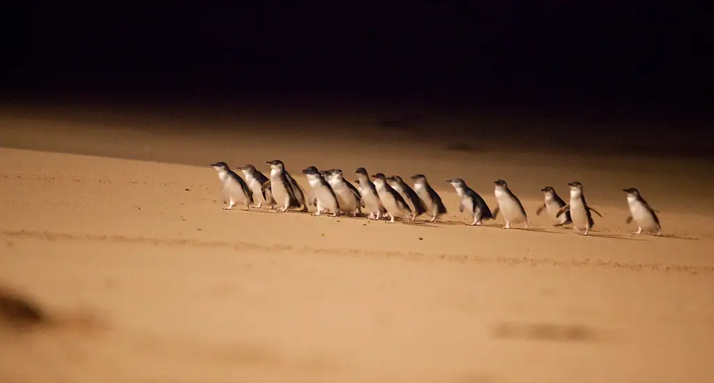 Phillip Island Penguin Parade Express Tour