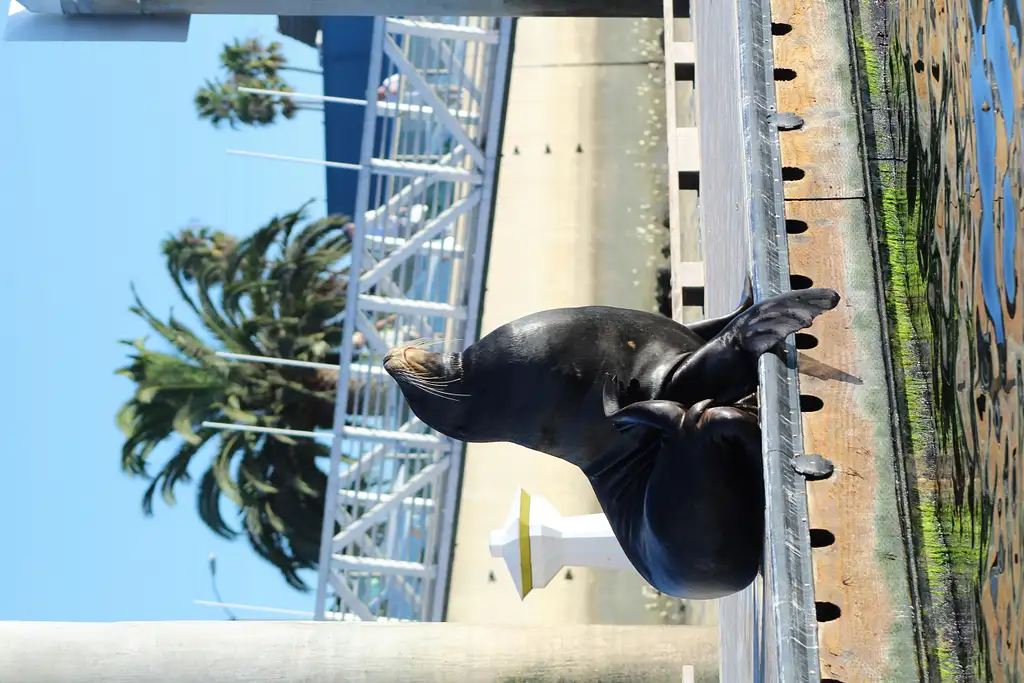 Marina Del Rey Kayak And Paddleboard Tour With Sea Lions