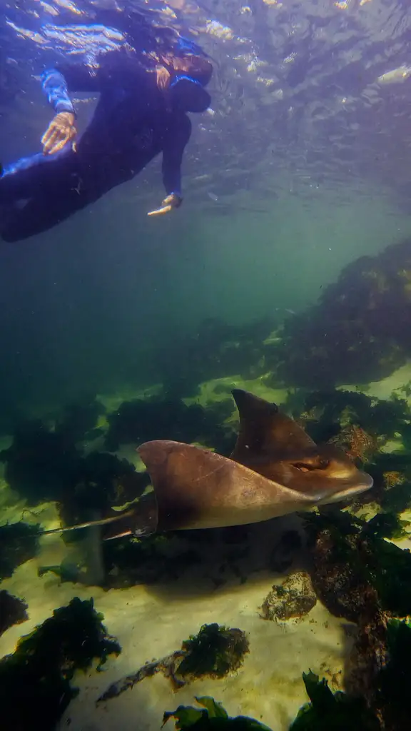 Irukandji Entry Pass with Sting-ray snorkel included