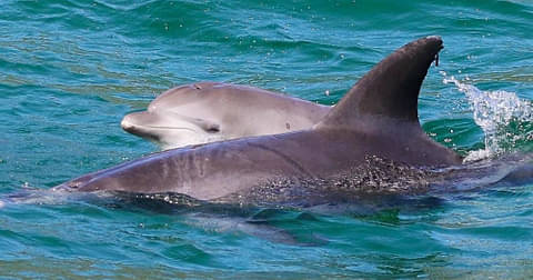 Dolphin watching tours in Nelson Bay
