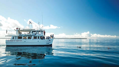 jervis bay dolphin cruises