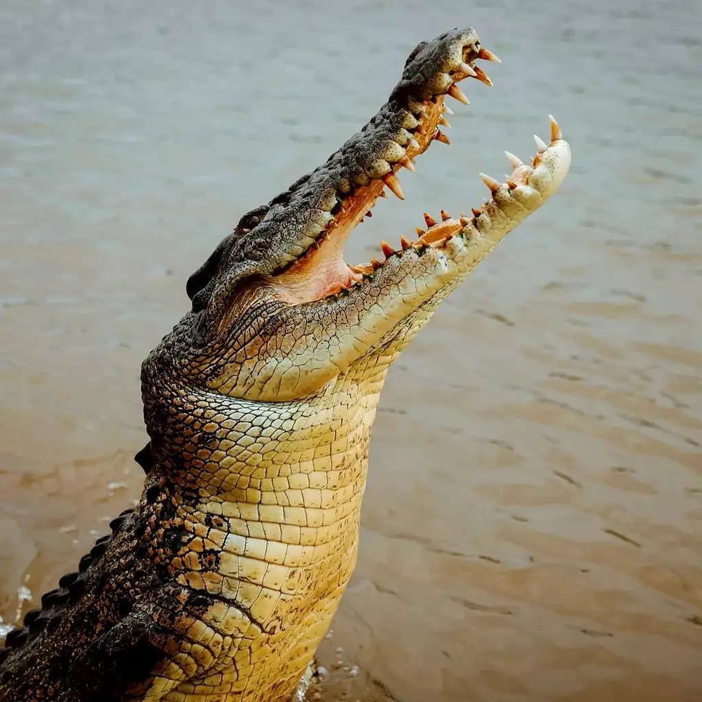 Darwin City Sights & Jumping Crocs