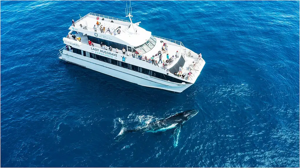 Half Day Whale Watching Experience from Bundaberg (July - Oct 25)