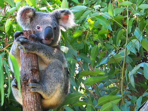 Cape Tribulation and Daintree Tour