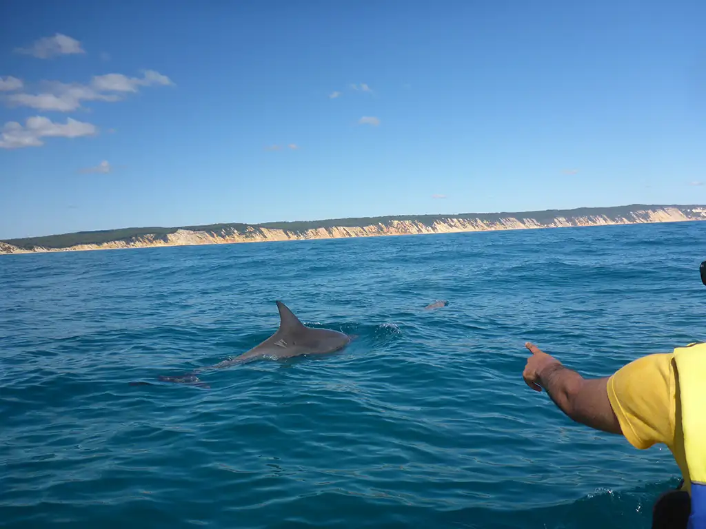 Dolphin View Kayak Tour + Surf Lesson with 4WD Beach Adventure from Noosa