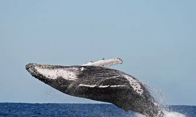 Byron Bay Whale Watching Tour