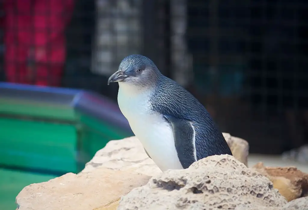 Full-Day Penguin Island & Fremantle Town Tour