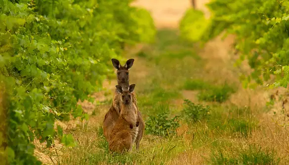 Welcome Back to the Barossa Valley with Charlie Dixon