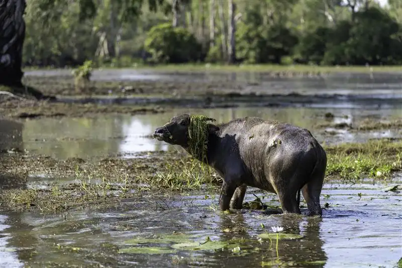 2 Day Kakadu Tour with Jim Jim Falls ex Darwin | Adventure Tours Australia
