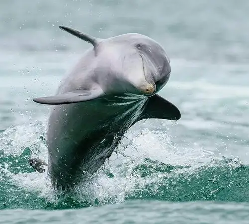 Dolphin, Penguin and Sea Lion Cruise - Departing Penguin Island