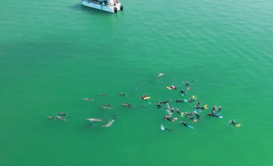Swim with wild Dolphins | Bunbury