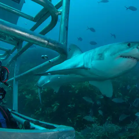Shark Cage Diving Port Lincoln