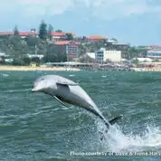 Swim with wild Dolphins | Bunbury