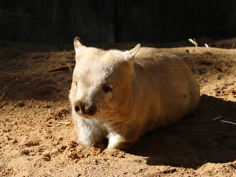 Cleland Wildlife Park Entry