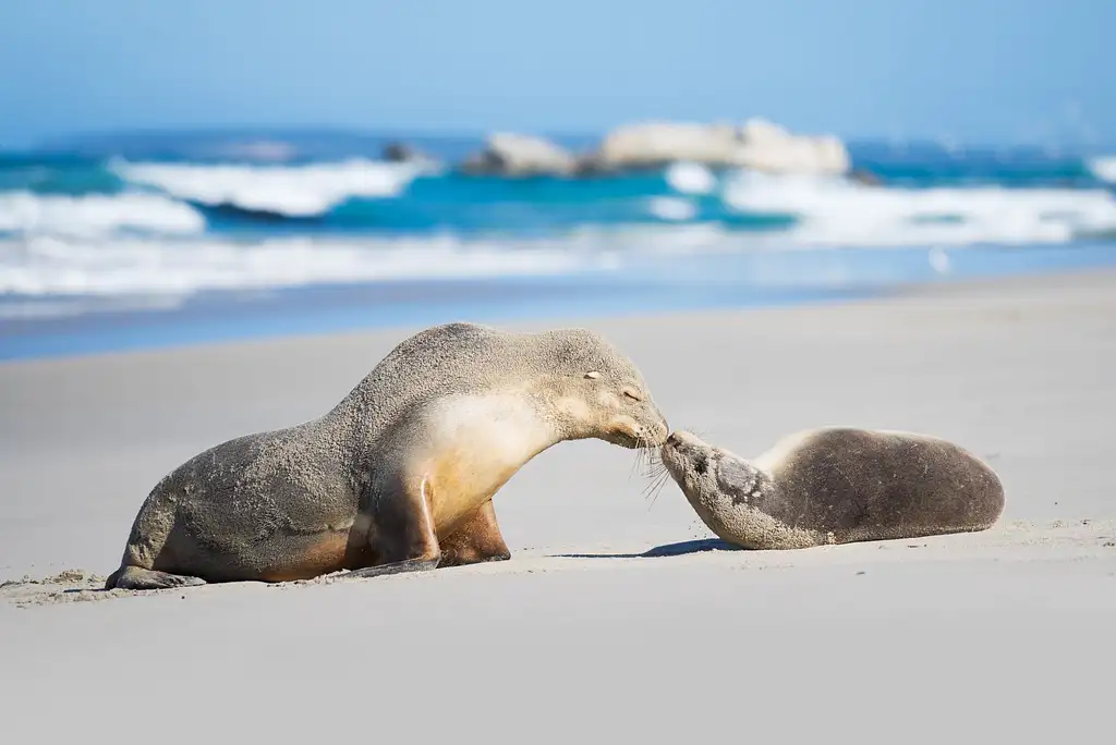 3 Day Kangaroo Island Adventure Tour | Small Group Tour from Adelaide