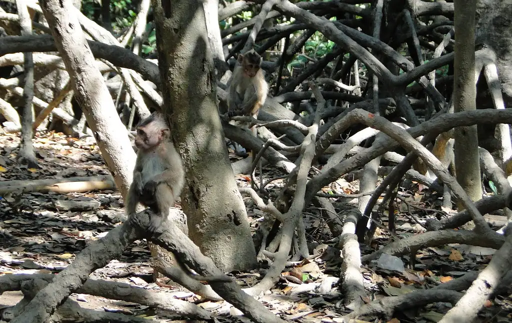 Can Gio and Monkey Island Tour with Lunch | Full Day Guided Tour
