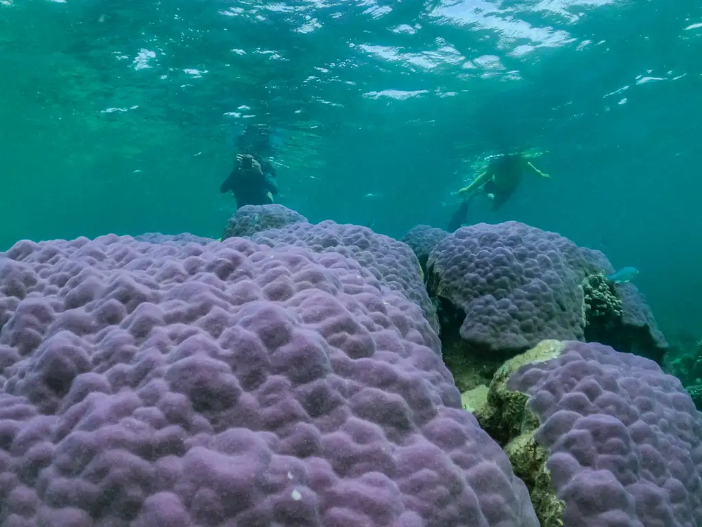 Coral By Kayak | Exmouth