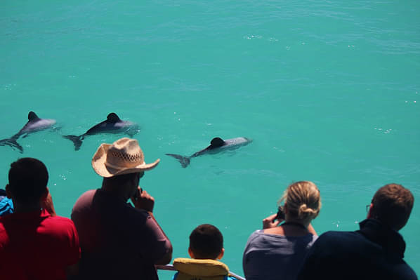Passengers & Hectors Dolphins.JPG