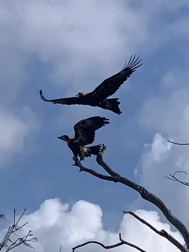 Noosa Heads Scenic Estuary & Wildlife Kayaking Tour (Self-Guided)