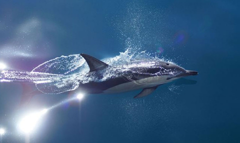 auckland whale and dolphin safari reviews