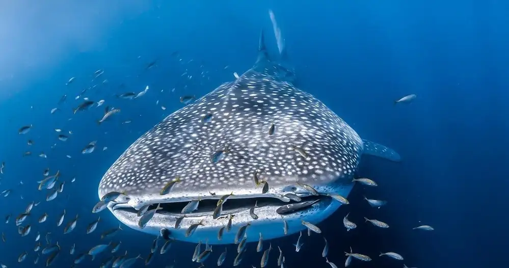 Whale Shark Adventure | Coral Bay