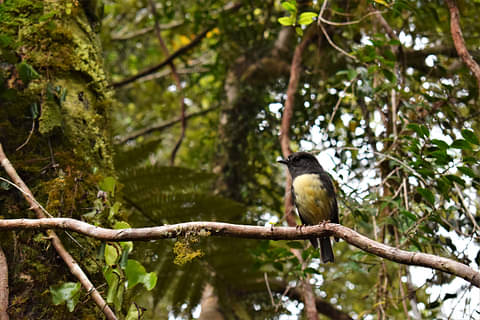 Franz Josef Lake Cruise & Rainforest Walk Specials