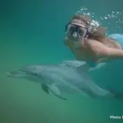 Swim with wild Dolphins | Bunbury