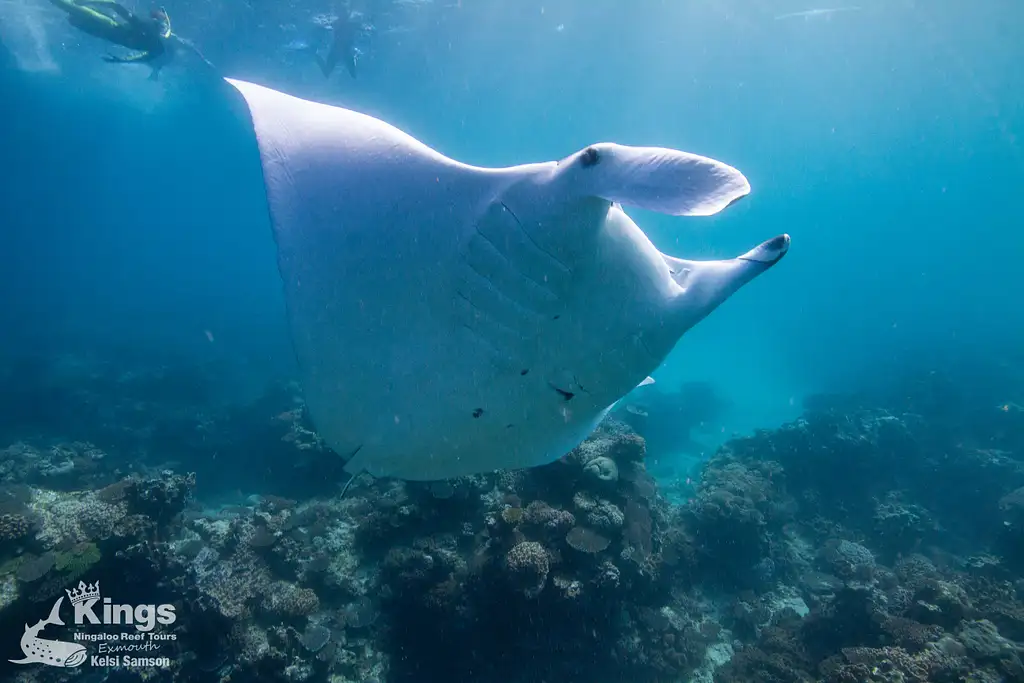 Whale Shark Snorkelling Adventure Tour (Apr-July) | Departing Exmouth