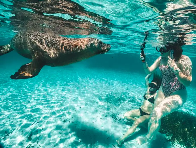 3 Island Snorkel, Wildlife & Seafood Lunch Cruise