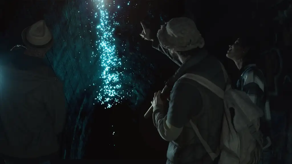 Glow-worms, Waterfalls & Rainforest Experience Tour