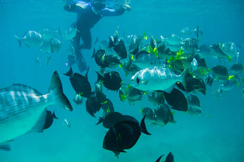 Guided Snorkel Tour