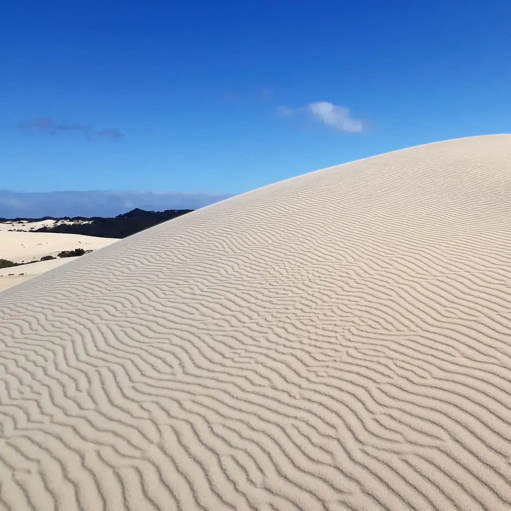 Kangaroo Island Koala Walking Tour