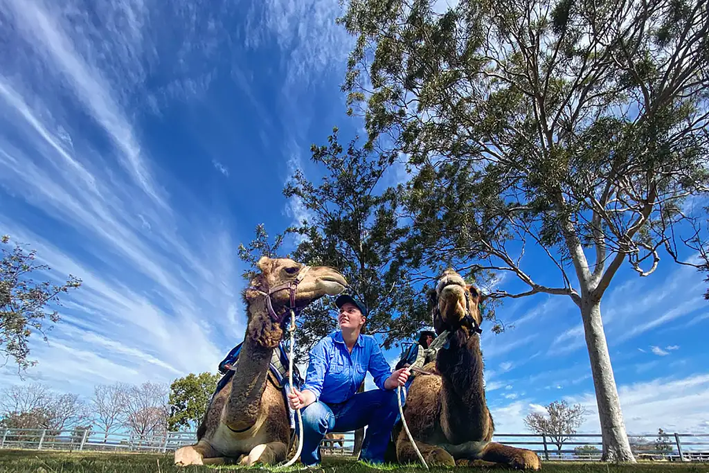 Scenic Rim - Camel Farm Experience | Barmy Army Experience