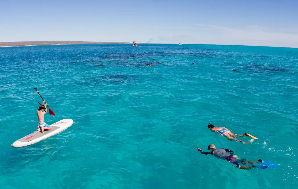 Ningaloo Whale Shark Swim on a Catamaran (Mar-July) | From Exmouth