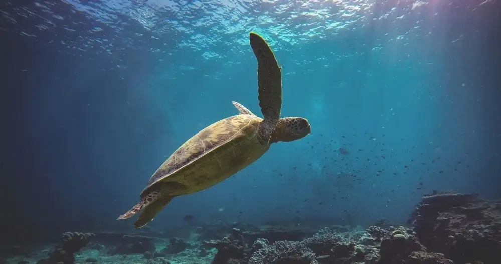 Sea turtle workshop + Snorkelling Tour